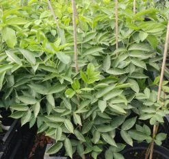 Rispen-Pimpernuss Staphylea Pinnata -BaumReich Geschaft Pimpernuss