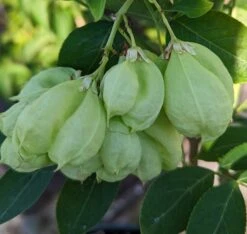 Rispen-Pimpernuss Staphylea Pinnata -BaumReich Geschaft Pimpernuss Frucht