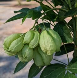Rispen-Pimpernuss Staphylea Pinnata -BaumReich Geschaft Pimpernuss Frucht1