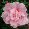Gefüllter Hibiskus `Pink Chiffon´ Hibiscus Syriacus `Pink Chiffon´ -BaumReich Geschaft Pink Chiffon Kordes Jungpflanzen