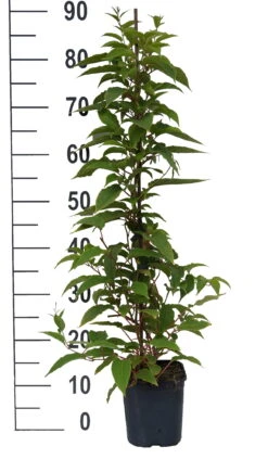 Ausgewählte Produkte -BaumReich Geschaft Pink Jumbo weiss