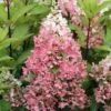 Rispenhortensie Pinky Winky ® Hydrangea Paniculata `Pinky Winky´ -BaumReich Geschaft Pinky Winky Hortensie