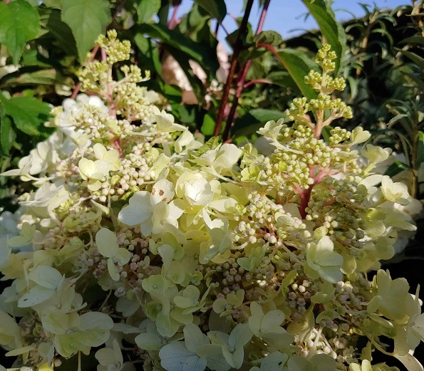 Rispenhortensie Pinky Winky ® Hydrangea Paniculata `Pinky Winky´ 4 Rispenhortensie Pinky Winky ® Hydrangea Paniculata `Pinky Winky´ – Bild 2