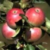 Säulenapfel `Pompink Ⓢ´ Malus Domestica `Pompink Ⓢ´ -BaumReich Geschaft Pompink