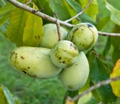 Veredelte Indianerbanane (Paw Paw) `Prima 1216´ (40-60cm) Asimina Triloba `Prima 1216´