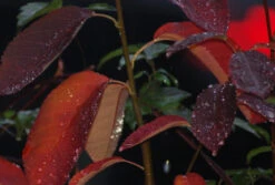 Prince William-Großfruchtige Felsenbirne Amelanchier `Prince William´ 11 Prince William-Großfruchtige Felsenbirne Amelanchier `Prince William´ -BaumReich Geschaft Prince William Kordes Jungpflanzen1