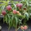Zwergpfirsich `Bonanza´ Prunus Persica 2 Zwergpfirsich `Bonanza´ Prunus Persica -BaumReich Geschaft Prunus persica Bonanza 1S1B7039