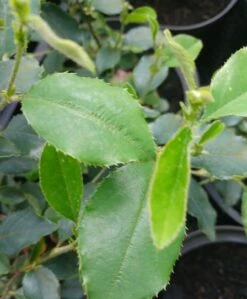 Chinesische Quitte / Holzquitte Pseudocydonia Sinensis -BaumReich Geschaft Pseudonya sinensis chinesische Quitte