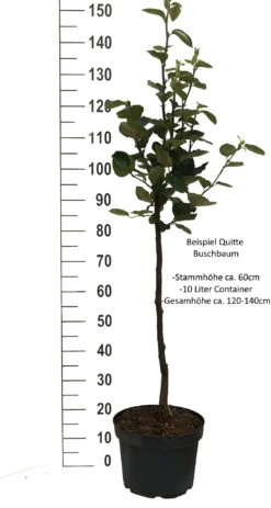 Cydora Robusta Cydonia Oblonga `Cydora Robusta´ 8 Cydora Robusta Cydonia Oblonga `Cydora Robusta´ -BaumReich Geschaft Quitte Beispiel buschbaum weissjkFpXeMpz2mA0