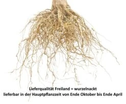 Cydora Robusta Cydonia Oblonga `Cydora Robusta´ 9 Cydora Robusta Cydonia Oblonga `Cydora Robusta´ -BaumReich Geschaft Quitte Beispiel wurzelnacktE9Wx7tZrKCAb4