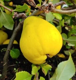 Chinesische Quitte / Holzquitte Pseudocydonia Sinensis -BaumReich Geschaft Quitte Holzquitte