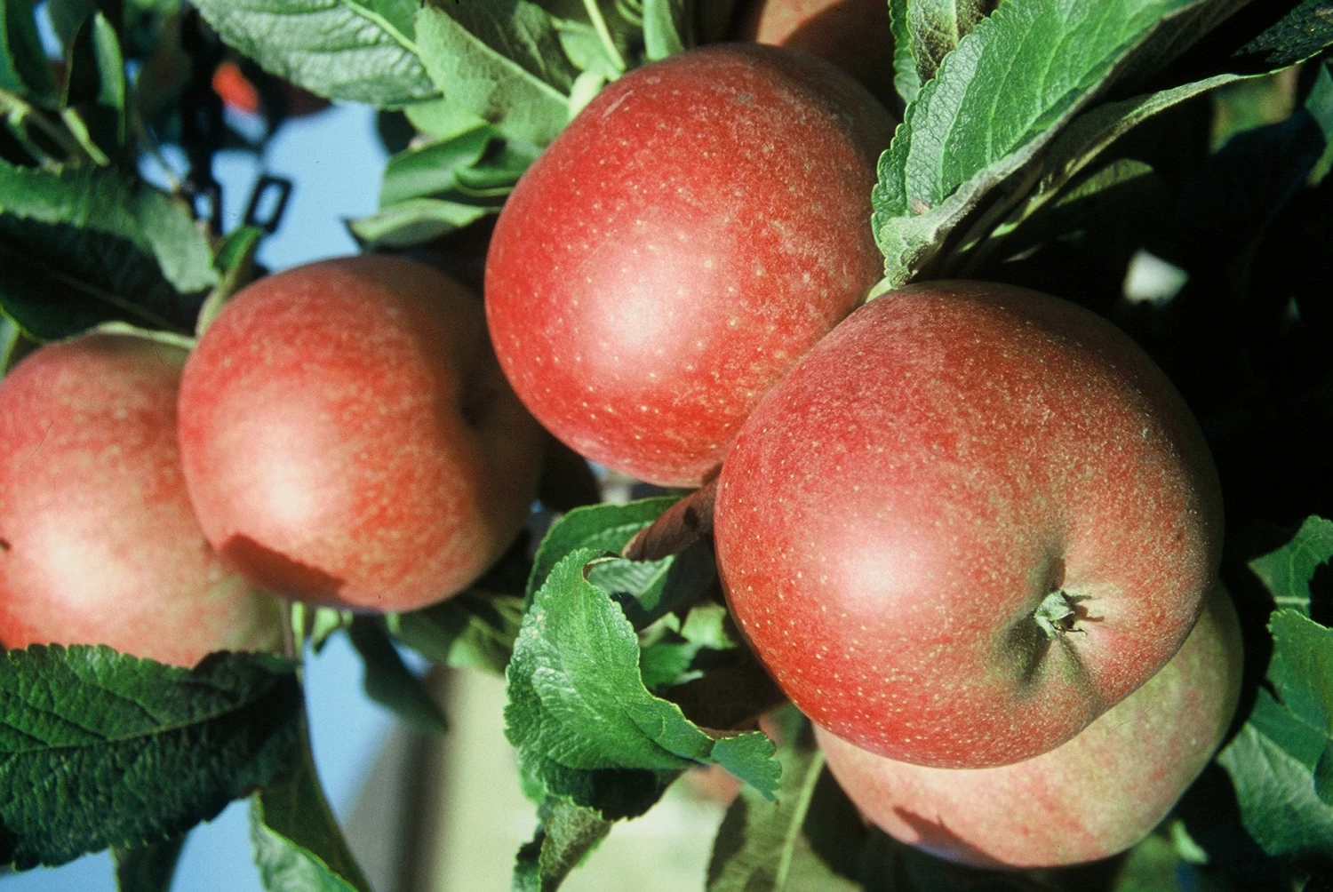 Roter Berlepsch Malus Domestica 3 Roter Berlepsch Malus Domestica