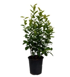 BaumReich Geschaft 16 BaumReich Geschaft -BaumReich Geschaft Rainbow Pillar