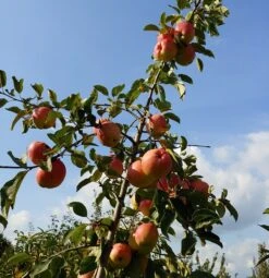Rebella ® Malus Domestica -BaumReich Geschaft Rebella 1