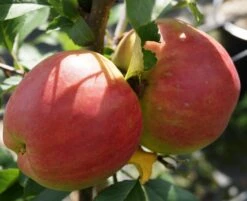 Rebella ® Malus Domestica -BaumReich Geschaft RebellaJzAGDJsc1LAKH