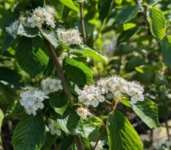 Erlenblättrige Eberesche `Red Bird´ Sorbus Alnifolia `Red Bird´ 9 Erlenblättrige Eberesche `Red Bird´ Sorbus Alnifolia `Red Bird´ -BaumReich Geschaft Red Bird 1