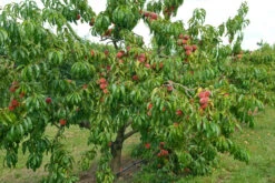 Pfirsich Red Haven Prunus Persica `Red Haven´ 12 Pfirsich Red Haven Prunus Persica `Red Haven´ -BaumReich Geschaft Red HAven Baum