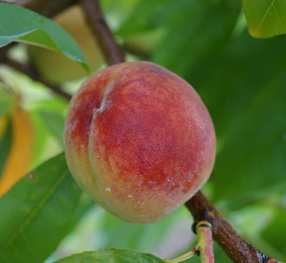 Pfirsich Red Haven Prunus Persica `Red Haven´ 7 Pfirsich Red Haven Prunus Persica `Red Haven´ – Bild 5