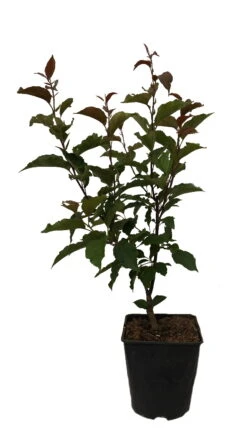 Säulenzierapfel "Red Obelisk" Malus `Red Obelisk´ -BaumReich Geschaft Red Obelisk12