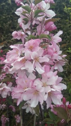 Säulenzierapfel "Red Obelisk" Malus `Red Obelisk´ -BaumReich Geschaft Red Obelisk5728ab6c725bc