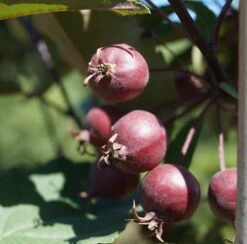 Säulenzierapfel "Red Obelisk" Malus `Red Obelisk´ -BaumReich Geschaft Red Obelisk5b3b7e7a79821