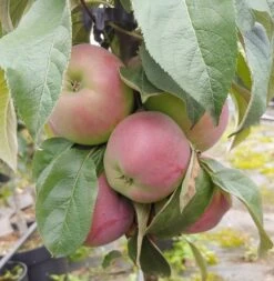 Säulenapfel `Red River´ Malus Domestica `Red River´ -BaumReich Geschaft Red River