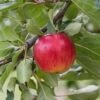 Reglindis ® Malus Domestica `Reglindis´ -BaumReich Geschaft ReglindisQAqIaLlre5f6L