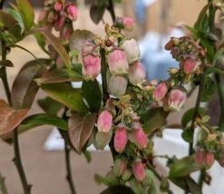 Heidelbeere - Reka Vaccinum Corymbosum `Reka´ -BaumReich Geschaft Reka Bl te