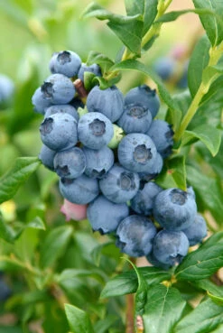 Ausgewählte Produkte -BaumReich Geschaft Reka3wDxSrKj0tUHN