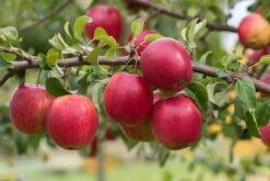 Rewena ® Malus Domestica -BaumReich Geschaft Rewena 2