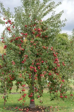 Rewena ® Malus Domestica -BaumReich Geschaft Rewena