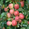 Rewena ® Malus Domestica -BaumReich Geschaft Rewena 3
