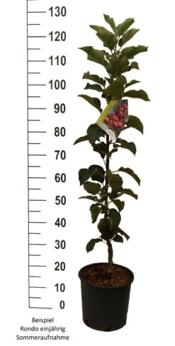 Säulenapfel `Rondo´ Malus Domestica `Rondo´ -BaumReich Geschaft Rondo einj hrig weiss