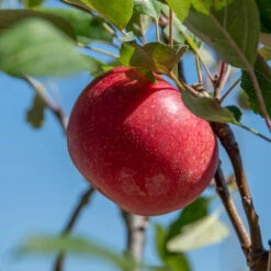 Rosette® Malus Domestica 13 Rosette® Malus Domestica -BaumReich Geschaft Rosette 2
