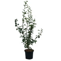 Rotdorn `Pauls Scarlet´ Crataegus Laevigata `Pauls Scarlet´ -BaumReich Geschaft Rotdorn Pauls Scarlet