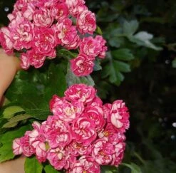 Rotdorn `Pauls Scarlet´ Crataegus Laevigata `Pauls Scarlet´ -BaumReich Geschaft Rotdorn bl te