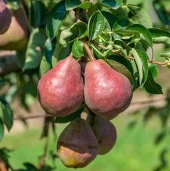 Rote Williams Christbirne Pyrus Communis `Rote Williams Christbirne´