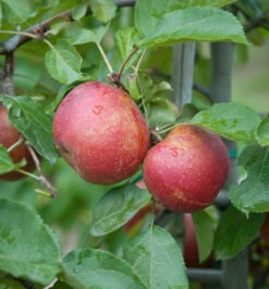 Roter Boskoop Malus Domestica -BaumReich Geschaft Roter Boskoop Apfel