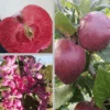 Rotfleischiger Apfel Malus Domestica -BaumReich Geschaft Rotflischiger Apfel collage