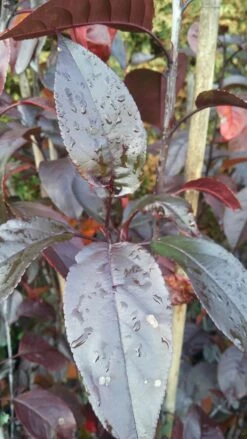 Zierapfel Royalty Malus `Royalty´ 8 Zierapfel Royalty Malus `Royalty´ -BaumReich Geschaft Royalty