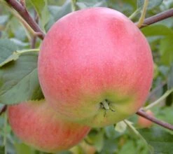 Rubinola Ⓢ Malus Domestica `Rubinola´ 8 Rubinola Ⓢ Malus Domestica `Rubinola´ -BaumReich Geschaft Rubinola