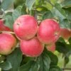 Rubinola Ⓢ Malus Domestica `Rubinola´ -BaumReich Geschaft RubinolaSFv5uUYf1Q6wu
