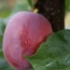 Rote Säulen-Mirabelle `Ruby´ Wurzelnackt Prunus Domestica Subsp. Syriaca `Ruby´ -BaumReich Geschaft Ruby1Umyj4jbKJzw5I