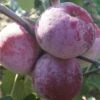 Russinka Malus Domestica `Russinka´ -BaumReich Geschaft Russinka1