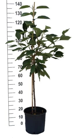 Stella - Selbstfruchtbar Prunus Avium `Stella´ 10 Stella - Selbstfruchtbar Prunus Avium `Stella´ -BaumReich Geschaft S sskirsche Beispiel Buschbaum7rL8aJ76TCN1Z