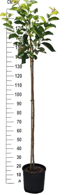 Große Schwarze Knorpelkirsche Prunus Avium `Große Schwarze Knorpelkirsche´ -BaumReich Geschaft S sskirsche Beispiel HalbstammAKV9fHSdWXZo7