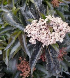 Holunder-Säule Black Tower (R) Sambucus Nigra `Black Tower´