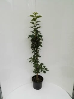 Säulensauerkirsche `Jachim´ Prunus Cerasus `Jachim´ 10 Säulensauerkirsche `Jachim´ Prunus Cerasus `Jachim´ -BaumReich Geschaft S ulensauerkirsche