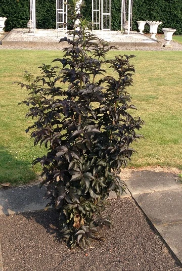 Holunder-Säule Black Tower (R) Sambucus Nigra `Black Tower´ 4 Holunder-Säule Black Tower (R) Sambucus Nigra `Black Tower´ – Bild 2