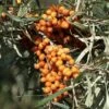 Sanddorn `Friesdorfer Orange´ (selbstfruchtbar) Hippophae Rhamnoides `Friesdorfer Orange´ -BaumReich Geschaft Sanddorn Friesdorfer Orange
